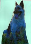 dogfront