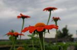 IMG_0787
