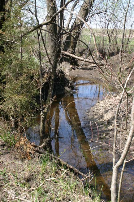 dogcrick117