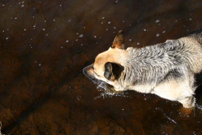 dogcrick169