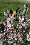 dogcrick003