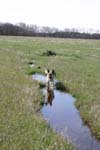 dogcrick040
