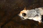 dogcrick169