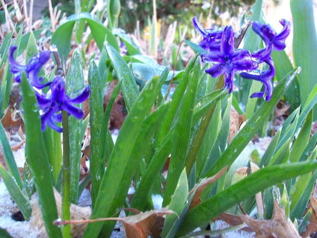 spring4ice003