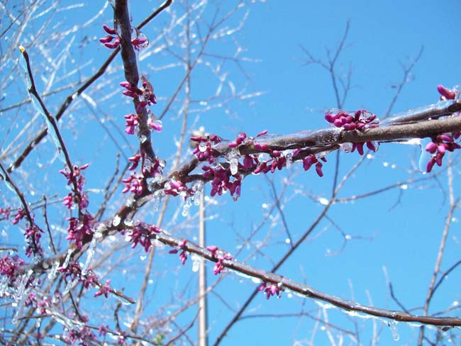 spring4ice016