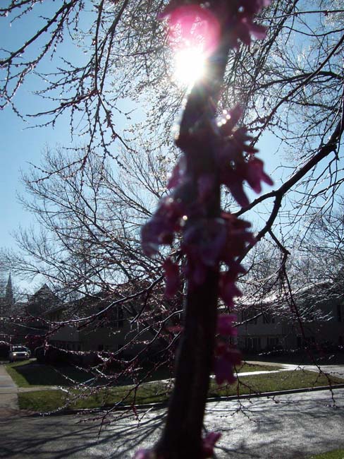 spring4ice025