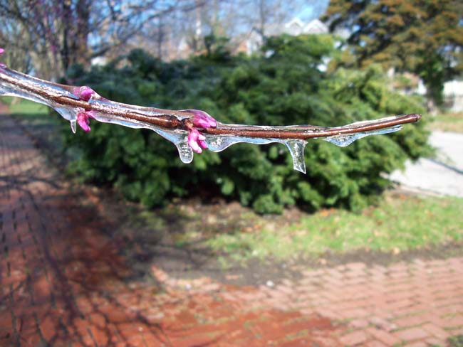 spring4ice030