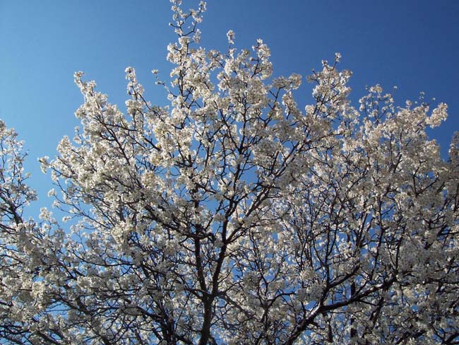 spring4ice040