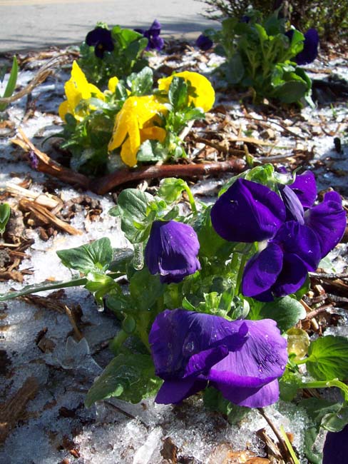 spring4ice053