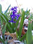 spring4ice002
