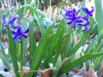 spring4ice003
