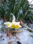 spring4ice004