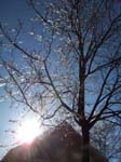 spring4ice010