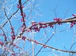 spring4ice016