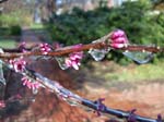spring4ice029