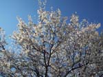 spring4ice040