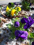 spring4ice053
