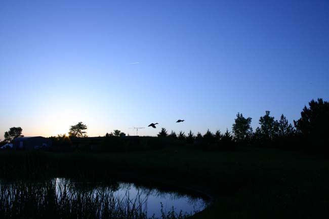 birds flying