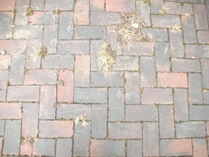 thm_PSN00012.jpg