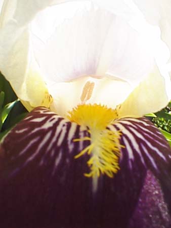 psn01466