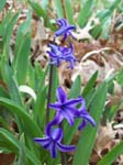 spring2006