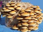 bluemushrooms
